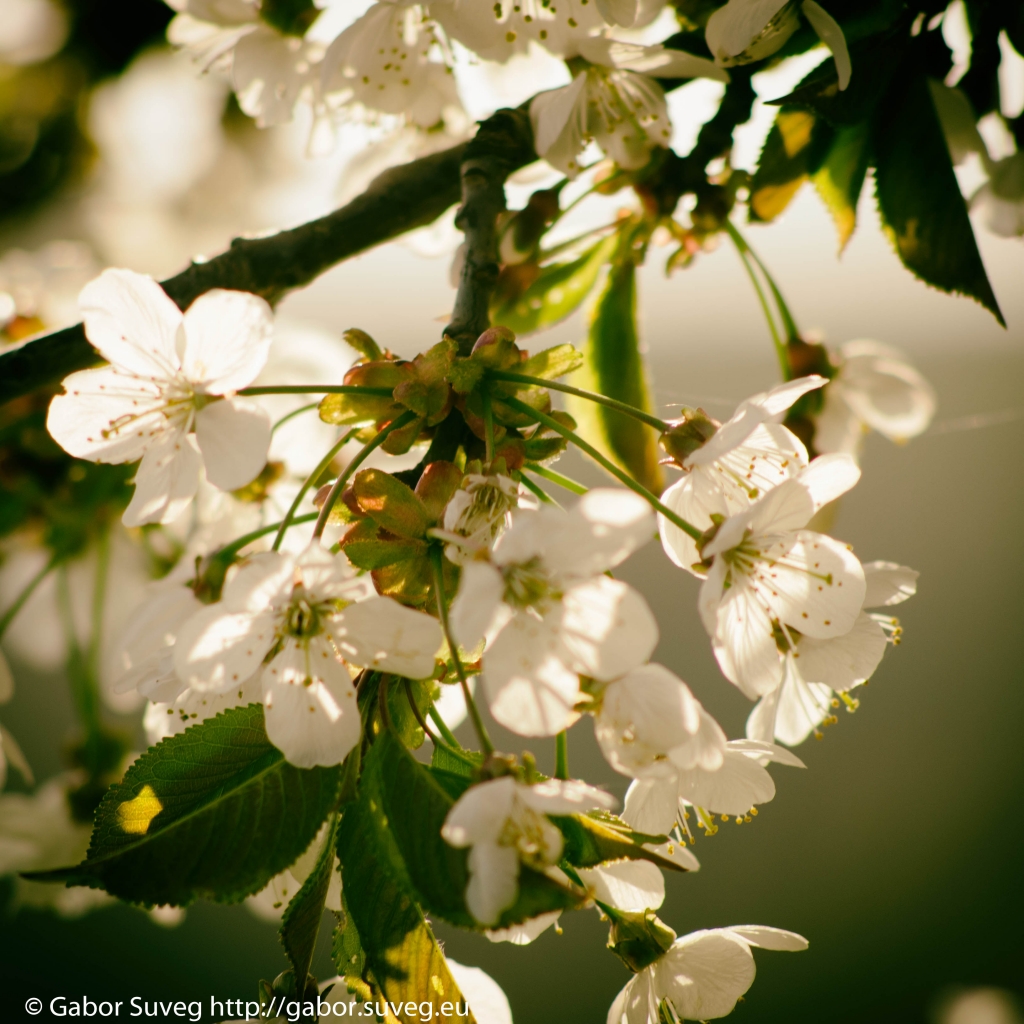 2014-analog – apple blossom © Gabor Suveg